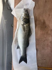 European Bass (Seabass)
