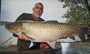 Grass Carp