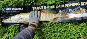 Northern Pike