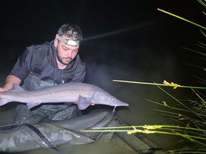 Beluga Sturgeon (European Sturgeon)