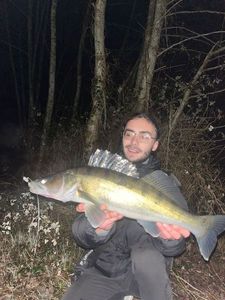 Zander
