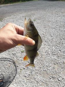 European Perch