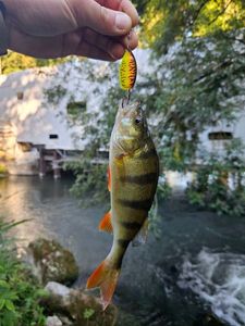 European Perch