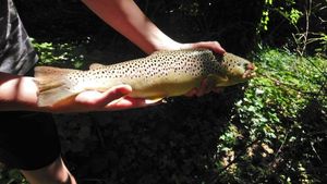 Brown Trout