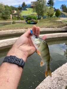 European Perch