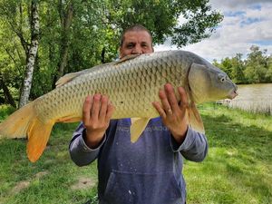 Common Carp