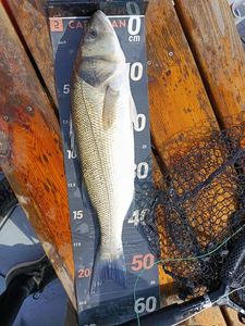 European Bass (Seabass)