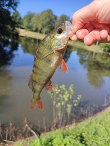 European Perch