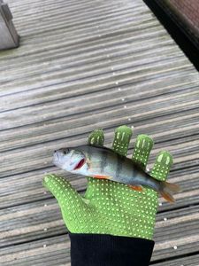 European Perch