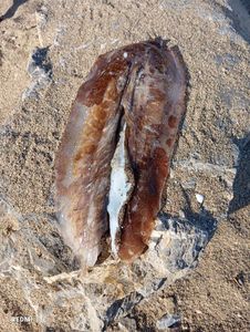 Common Cuttlefish