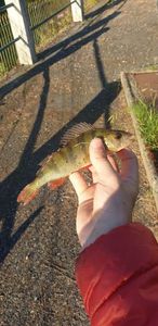 European Perch