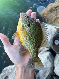 Green Sunfish