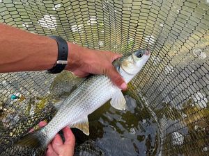 Thinlip grey mullet