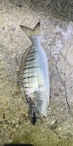 White Seabream