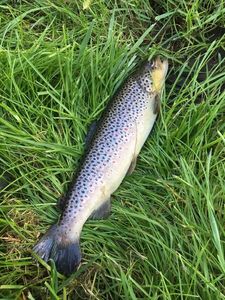Brown Trout
