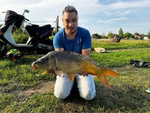 Mirror Carp