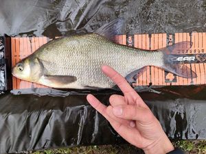 White bream