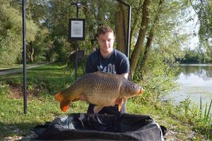 Common Carp