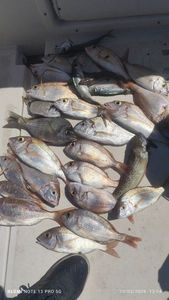 Common Pandora