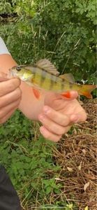 European Perch