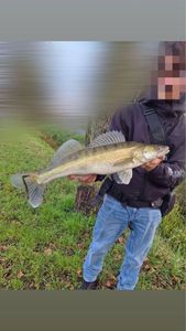 Zander
