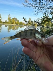 European Perch