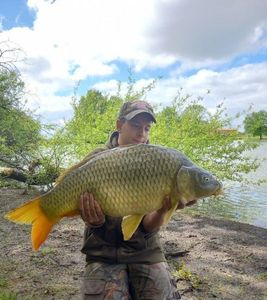 Common Carp