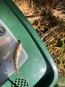 Common Minnow