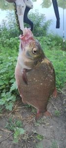 Common Bream