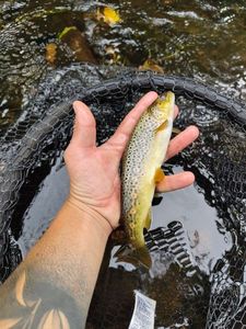 Brown Trout