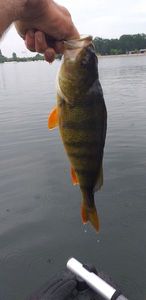 European Perch