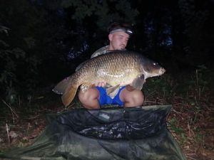 Common Carp