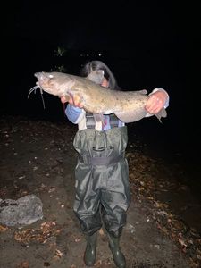 Channel Catfish