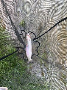 Rainbow Trout