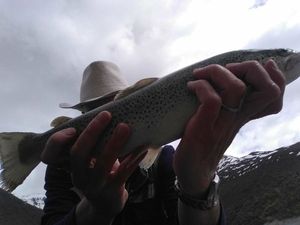Lake Trout