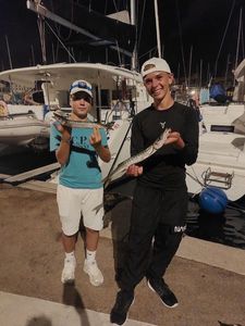 Great Barracuda
