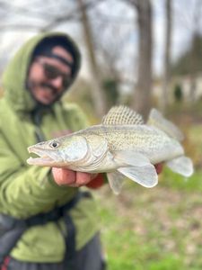 Zander