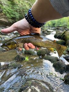 Brown Trout