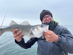 European Bass (Seabass)