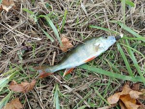 European Perch
