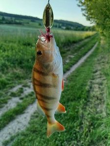 European Perch