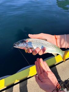 Sea Trout