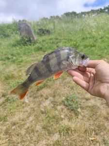 European Perch