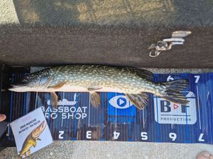 Northern Pike