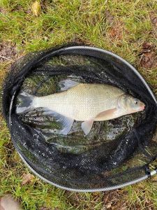 Common Bream