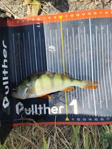 European Perch
