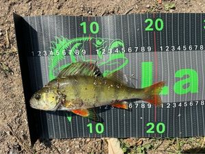 European Perch