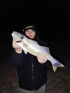 European Bass (Seabass)