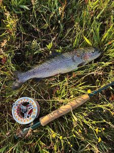 Rainbow Trout