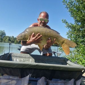 Common Carp